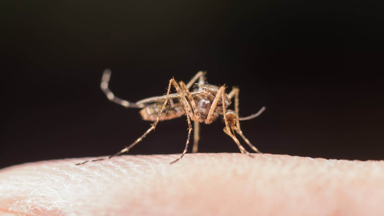 Brazil Clears World’s First Single-Dose Dengue Vaccine